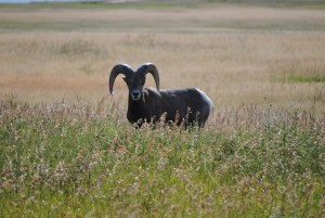 Badlands National Park